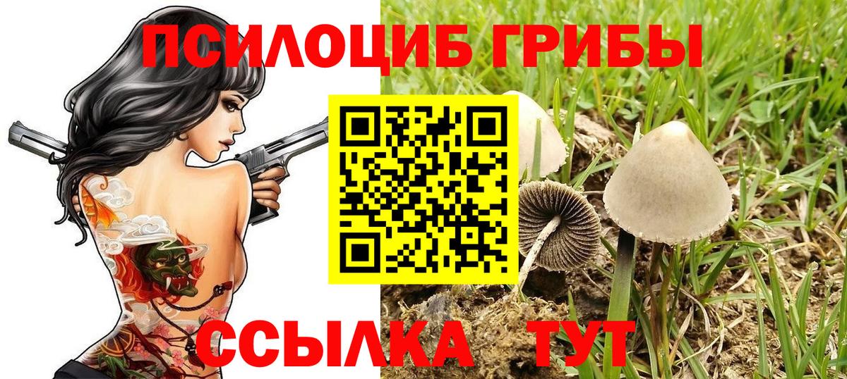 Галлюциногенные грибы Psilocybe Камышин